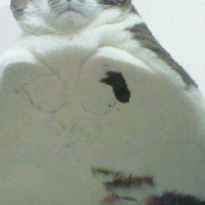 Marnie’s cat