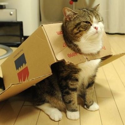 Sofi’s cat