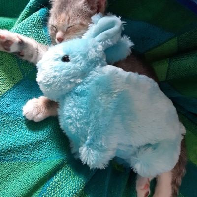 Delilah’s cat