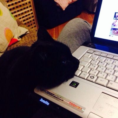 Stikket’s cat