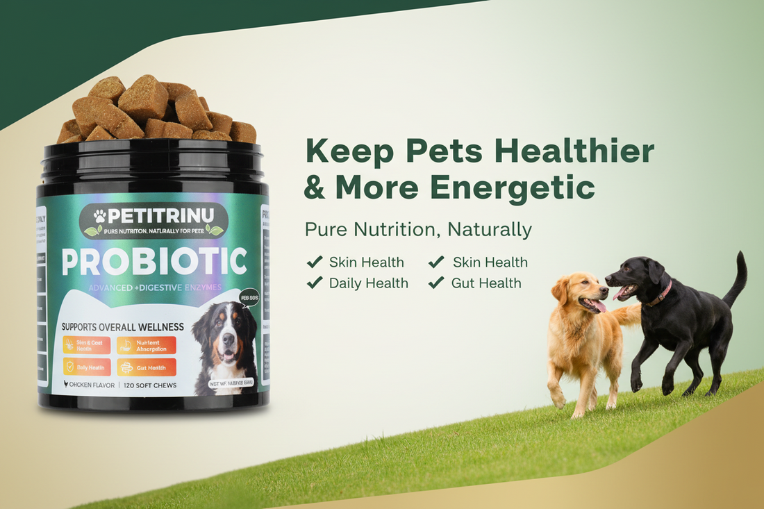 Is Your Dog Struggling with an Upset Tummy or Itchy Skin? The Secret Starts in the Gut.