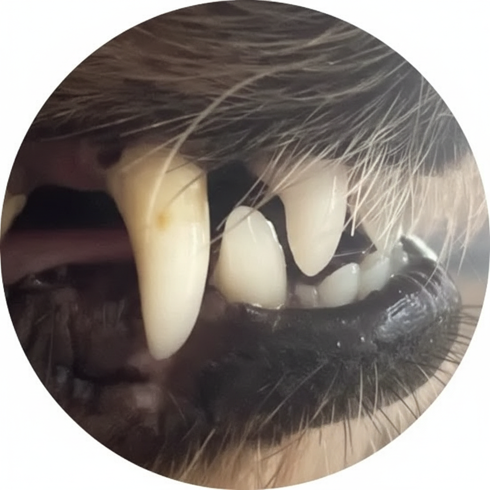 After - Dog teeth after treatment