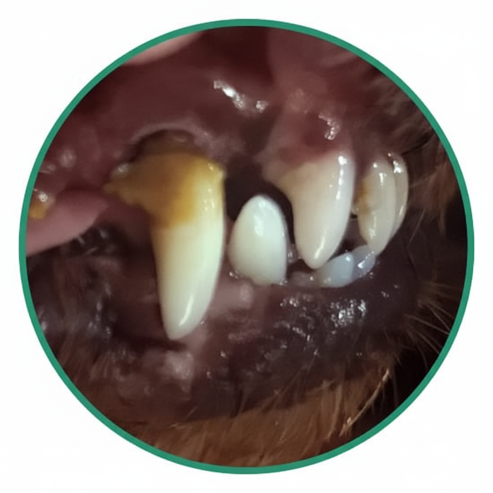 Before - Dog teeth with tartar
